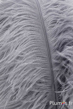 Struzzo premium - 50-60 cm - grigi